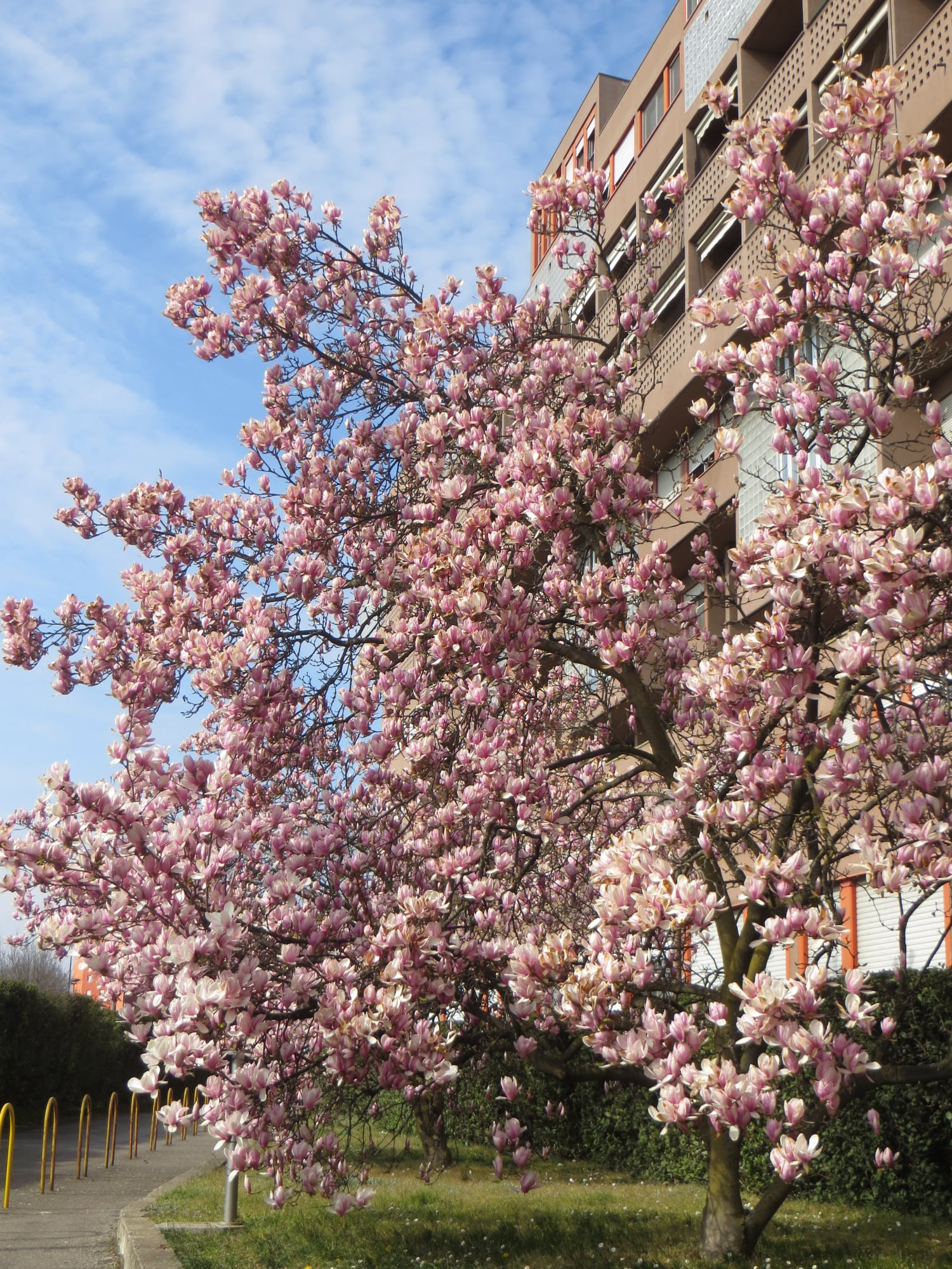 Nature sometimes tries to hide Monte Amiata